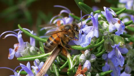 bee collecting pollen from purple flowering rosemary bush, slow motion