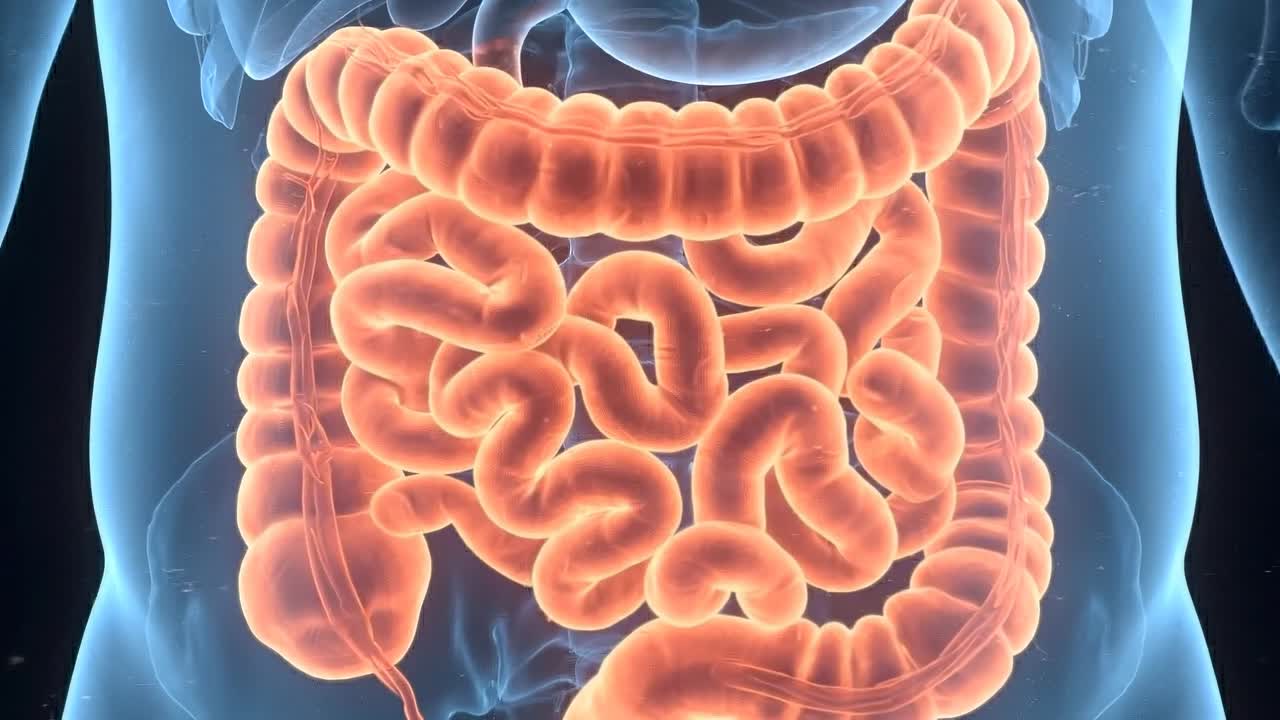 Rendering anatomico dettagliato degli organi digestivi umani, inclusi fegato, stomaco, pancreas e intestino, all'interno del busto.