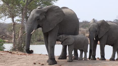 Junger-Elefant-Säugt-Von-Seiner-Mutter-Mit-Dem-Rest-Der-Herde-Am-Wasserloch