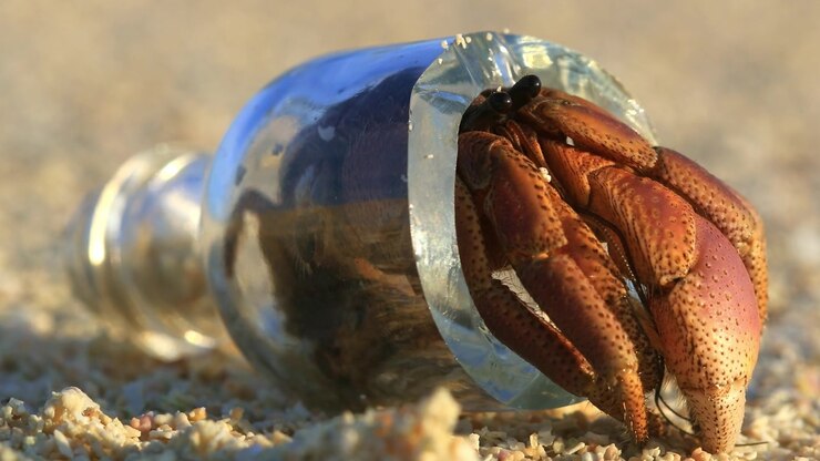 A hermit crab defies expectation, dragging a glass bottle instead of a shell across the beach — proof that nature always finds a way to adapt and survive.