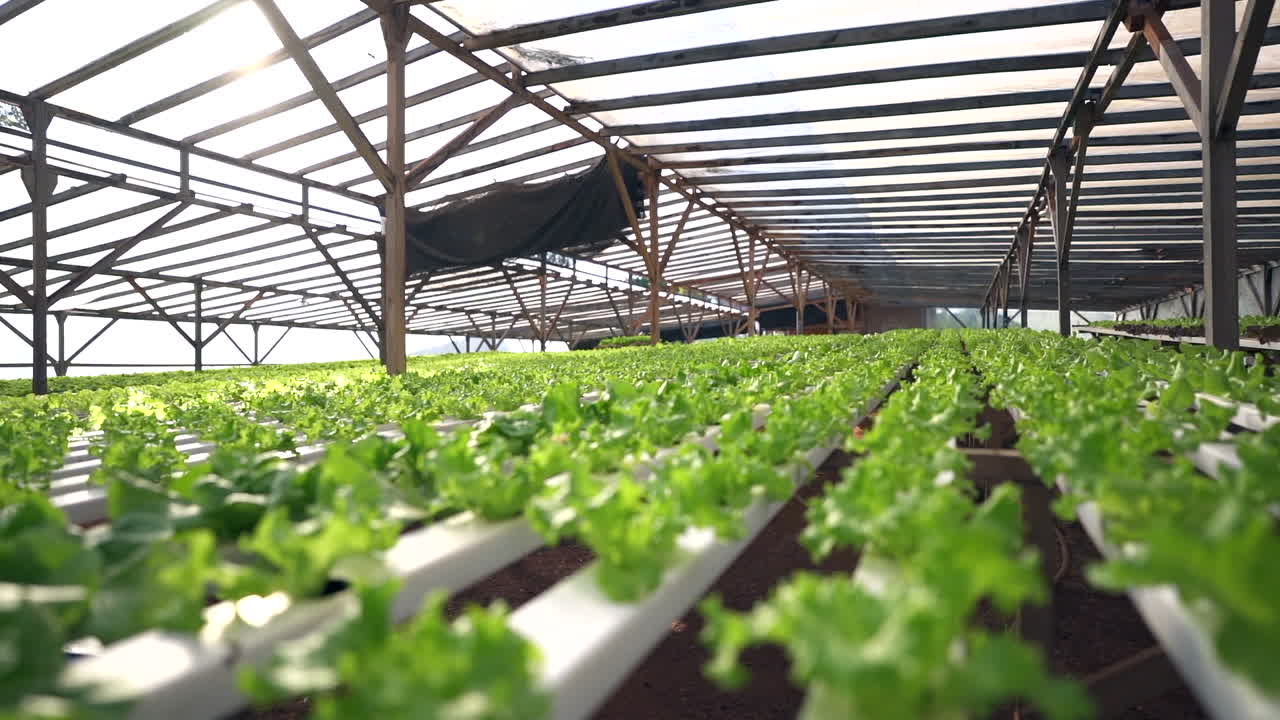 효율적 인 식물 재배 를 위해 토양 없는 농업 의 혁신적 인 방법 을 보여 주는 수분 농업 온실 의 측면 전망 판