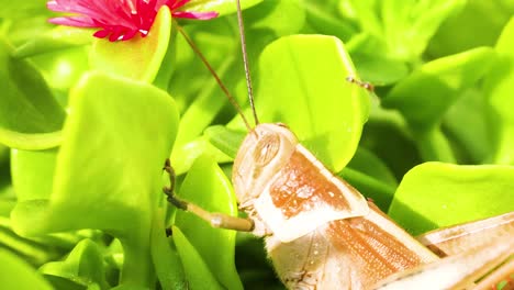 saltamontes interactuando con hojas verdes vibrantes