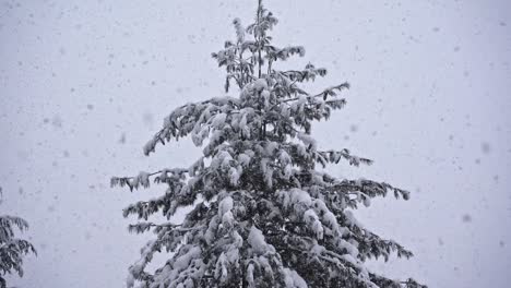 Locked-up-shot-of-a-evergreen-tree-during-heavy-snowfall