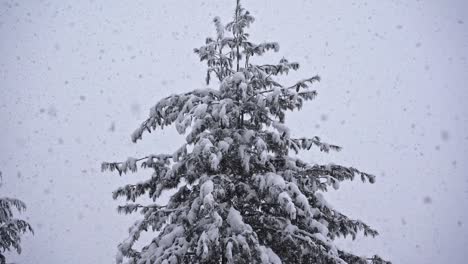 locked up shot of a evergreen tree during heavy snowfall