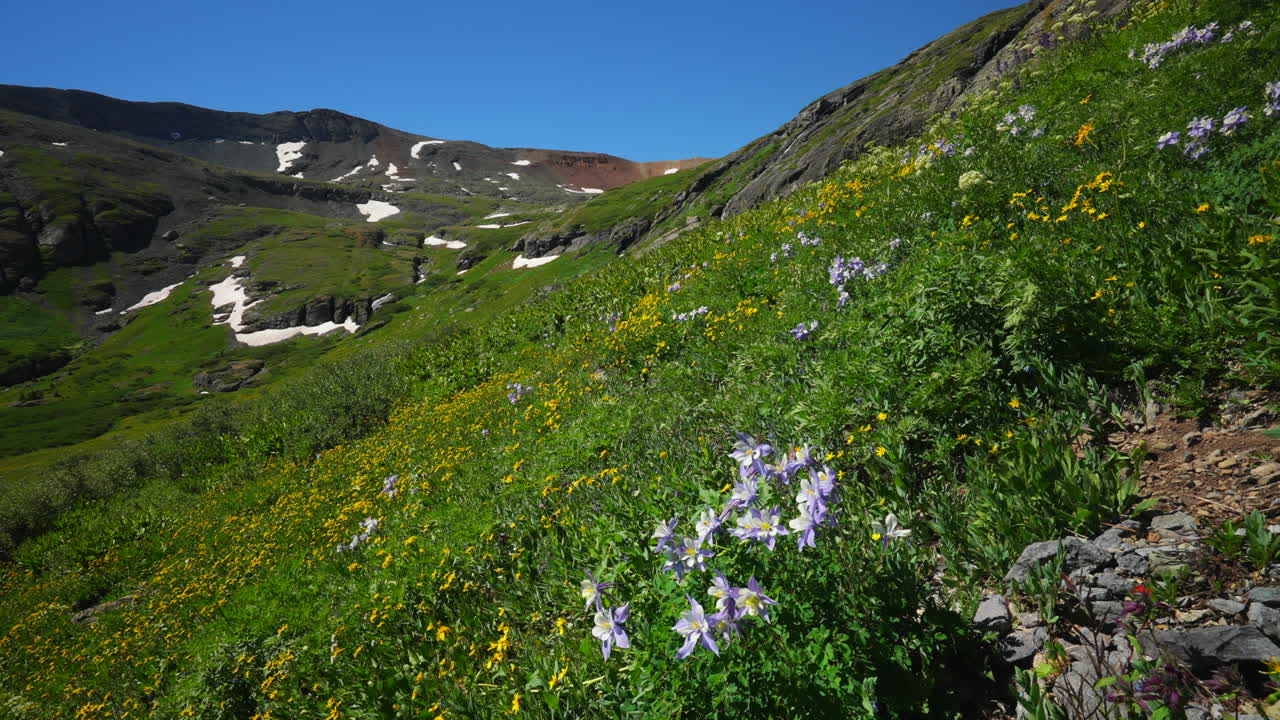 aerial cinematic columbine state yellow wildflowers colorado ice lake basin trail silverton telluride alpine tundra impresionante cordillera nieve mediados del verano durante el día hermoso movimiento lento panorámico a la izquierda