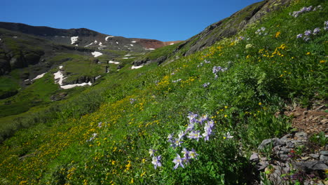 Antena-Cinematográfico-Aguileña-Estado-Amarillas-Flores-Silvestres-Colorado-Hielo-Lago-Cuenca-Sendero-Silverton-Teluride-Tundra-Alpina-Maravillosa-Cordillera-Nieve-Mediados-De-Verano-Durante-El-Día-Hermosa-Lento-Pan-Amplio-Movimiento-A-La-Izquierda