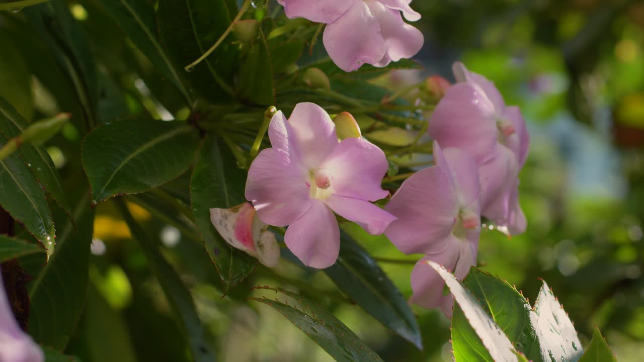 hermosas flores de plumeria rosadas y amarillas en la rama del árbol a la sombra, macro