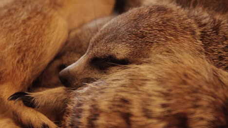 meerkats sleeping on one another in meerkat cafe