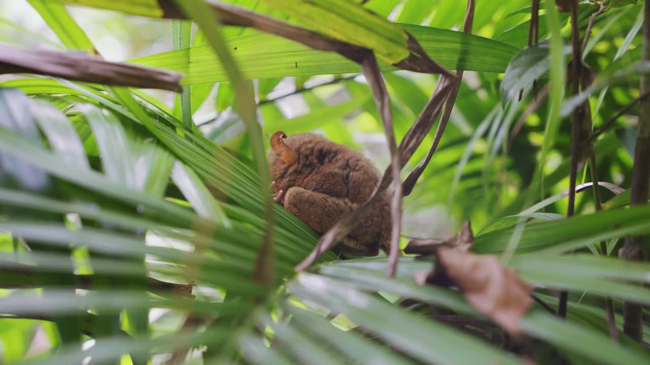 Tarsier monkey turning around and nestled between lush green trees in the heart of the Philippine jungle, showcasing its delicate features.