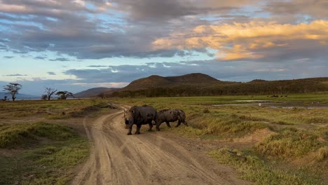 black rhinos foraging for food at the savannah in lake nakuru national park in kenya, east africa at sunset