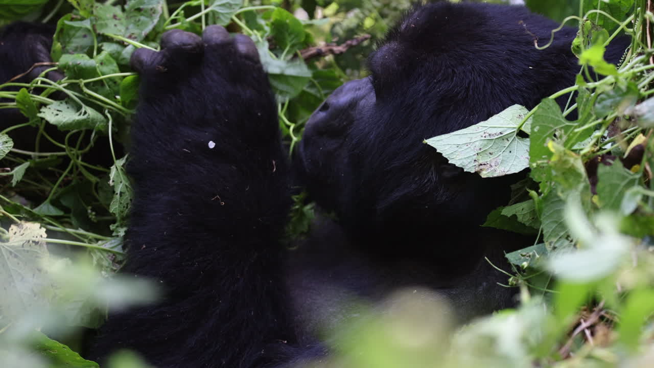 Un grande gorilla nero seduto e che si gratta la testa sul suolo della Foresta Impenetrabile di Bwindi in Uganda.