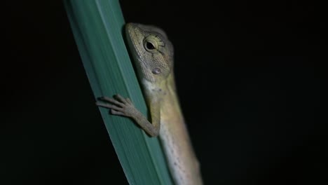 The-Oriental-Garden-Lizard-is-also-called-the-Eastern-Garden-Lizard,-Bloodsucker-and-Changeable-Lizard