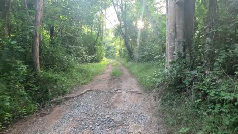 peaceful forest path surrounded by lush greenery