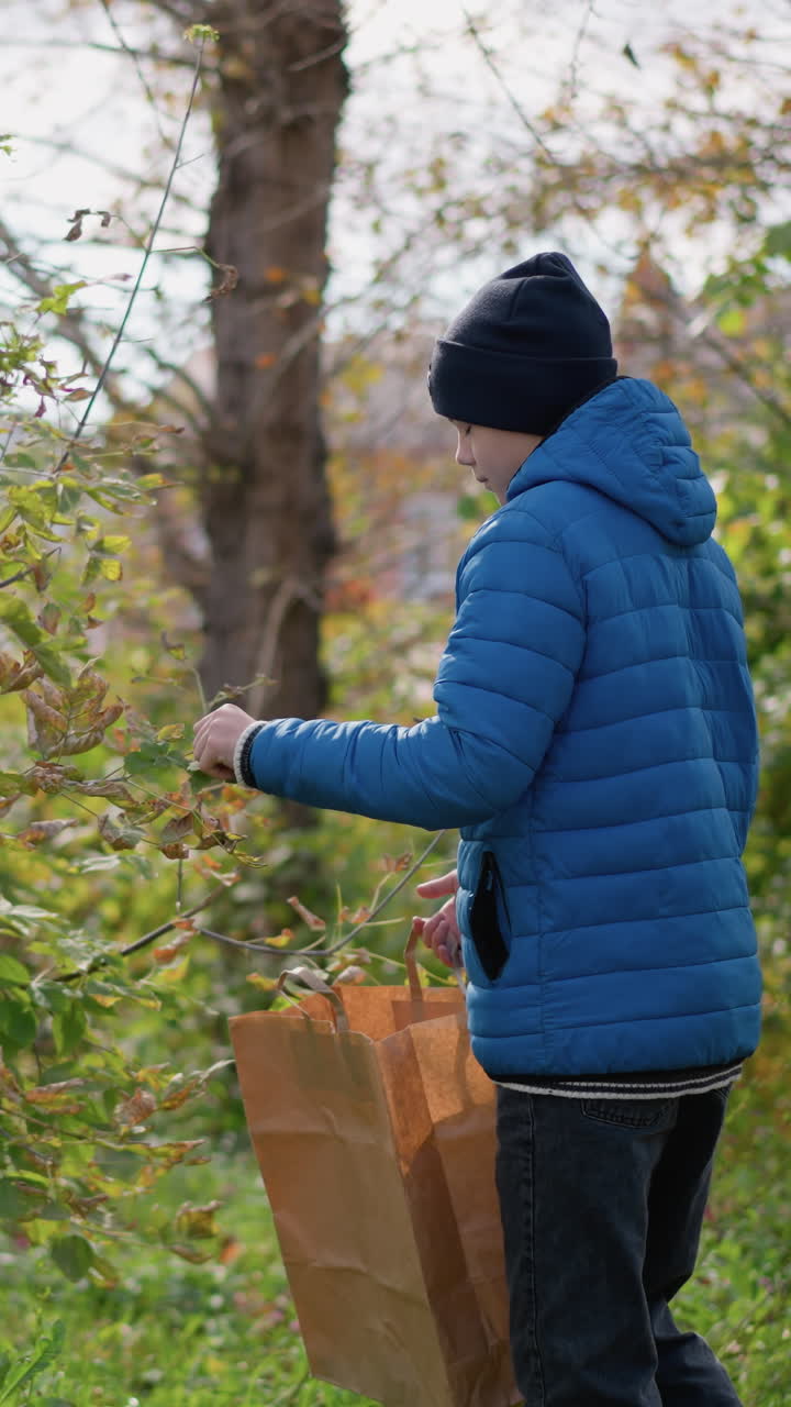 파란색 재과 검은색 모자를 입은 어린 소년은 나무 가지에서 잎을 뽑아 푸른 식물 사이에서 종이 봉투에 넣고, 나무를 통해 부드러운 빛이 필터링됩니다.