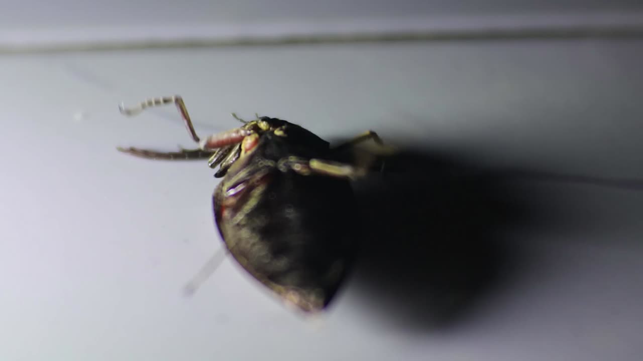 escarabajo chafer negro tirado en el suelo con una pequeña luz