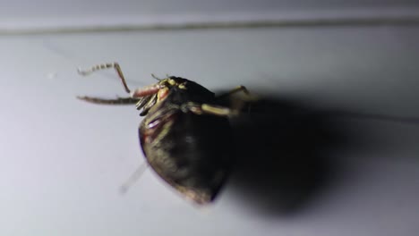 black chafer beetle lying on the floor with small light