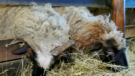 sheep and lambs on farm animals