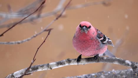 a beautiful red bird clean its beak while it's snowing