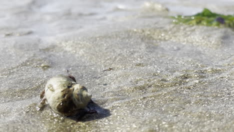 Hermit-crab-crawling-through-wet-sand-with-a-shell-on-its-back,-in-bright-sunlight