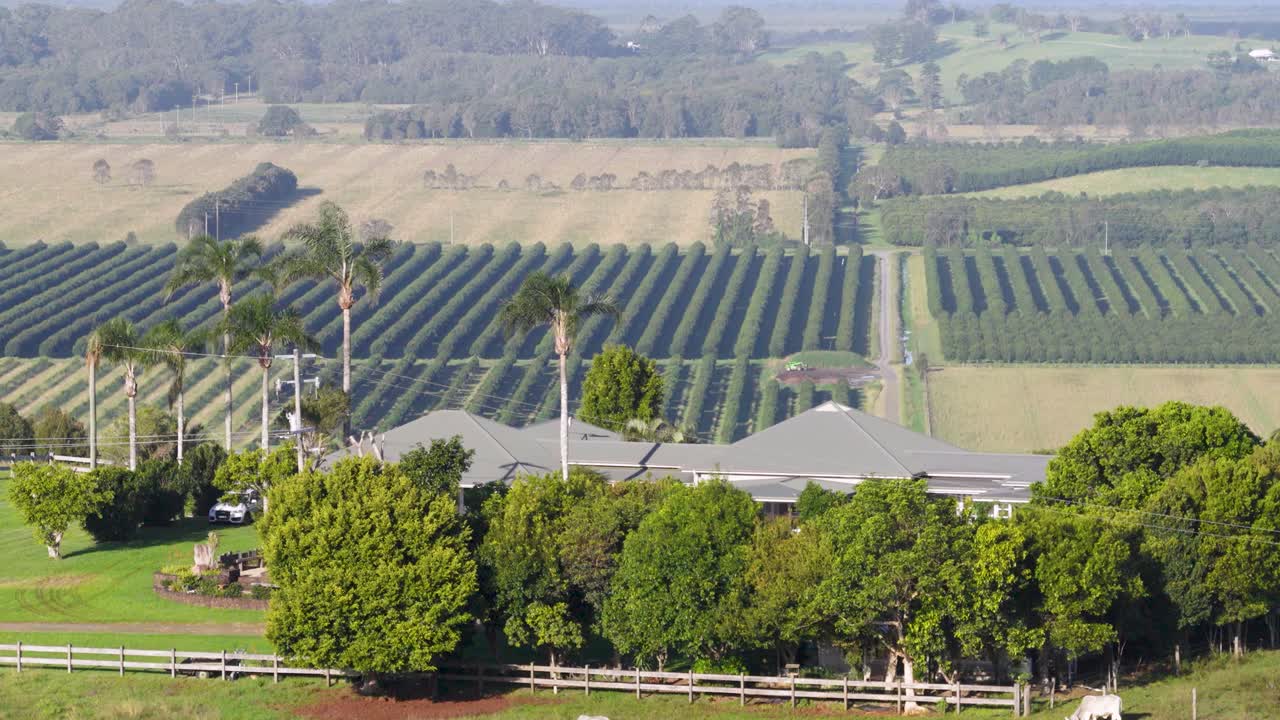 Drone footage captures cattle grazing on lush farmland with expansive fields and a distant house under clear skies