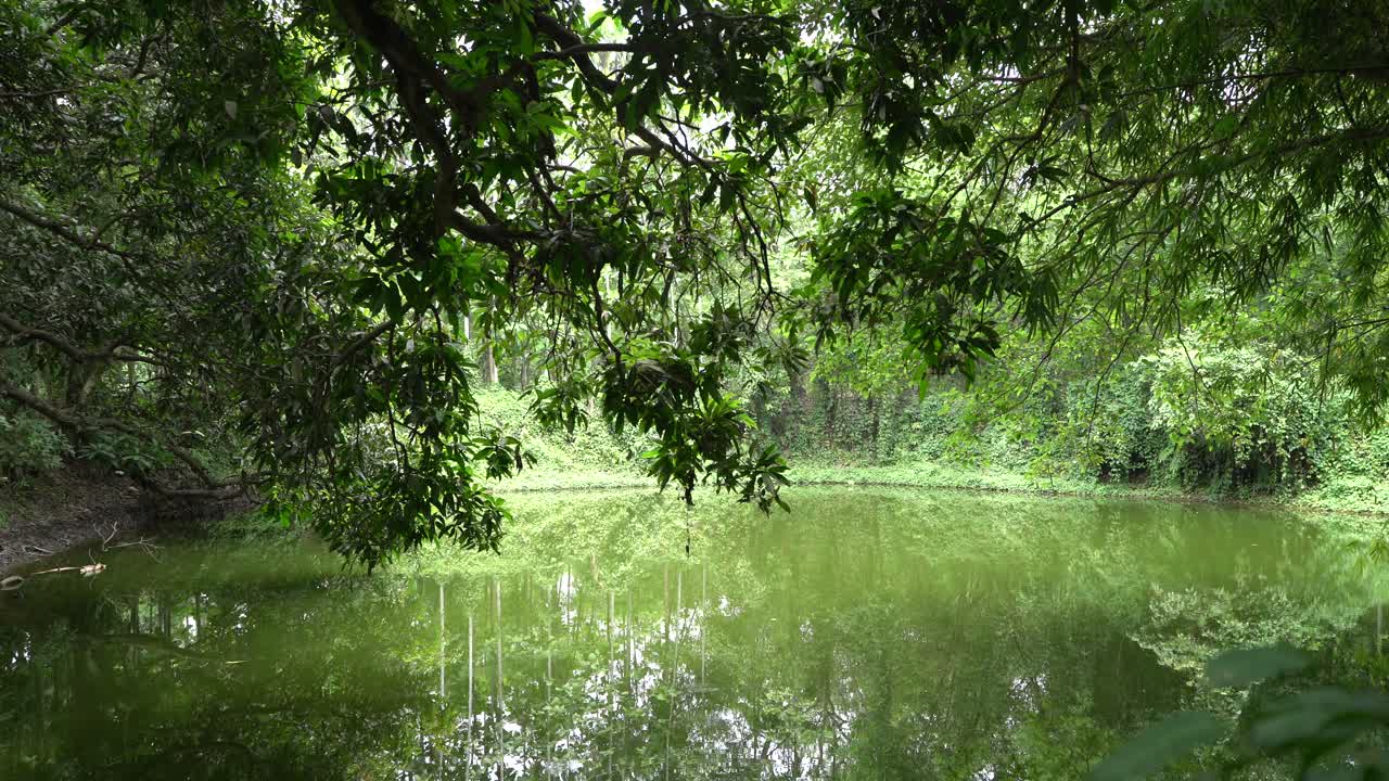 숲의 물 저수지는 생태계에서 매우 중요한 역할을 합니다.