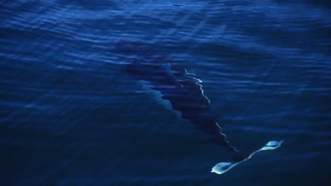 orca whales swim and jump out of water