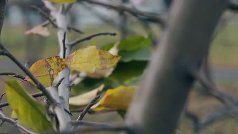 leaves-sway-slowly-in-light-wind-on-long-black-tree-branch