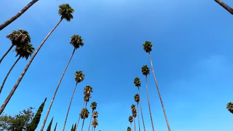 Altas-Palmeras-Mirando-Hacia-El-Cielo-Azul-De-Los-ángeles,-Escena-Escénica-De-Hollywood