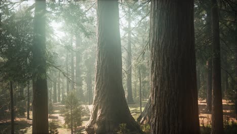 sunrise in the sequoias, general grant grove, sequoia national park