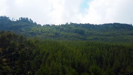 Bosque-De-Pinos-Ubicado-En-Java-Occidental