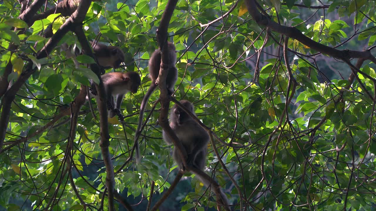 Long-tailed macaques playing on the trees in Macritchie Reservoir, Singapore
