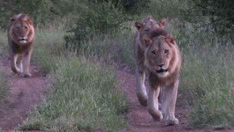 lion brothers walking down a dirt road together