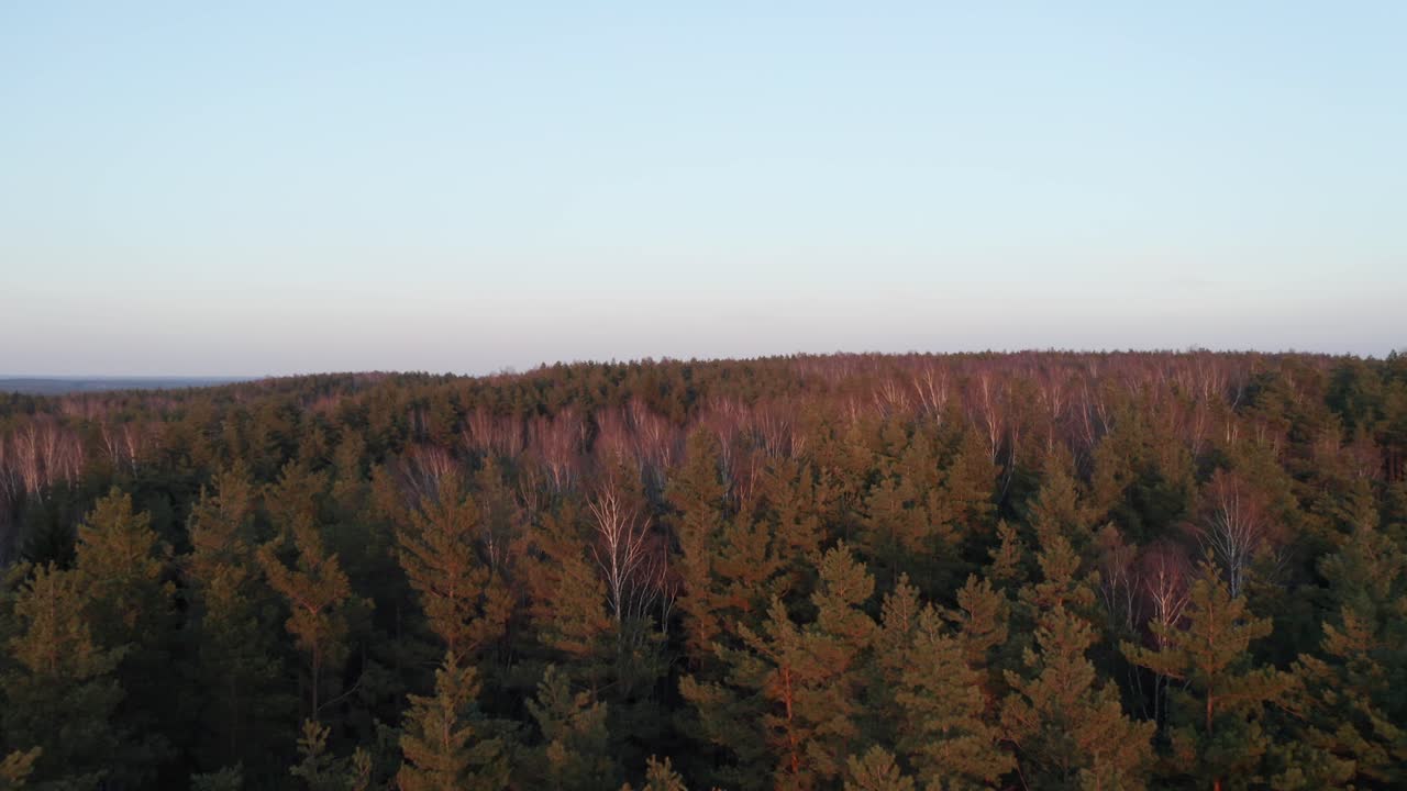 VISTA AÉREA: Cimas de árboles del bosque teñidas de un intenso color rojo por el atardecer.