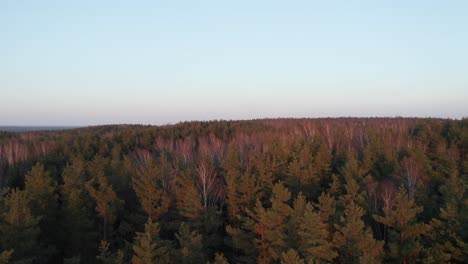 AERIAL:-Peaks-of-Forest-Trees-Painted-with-Rich-Red-Colour-from-Sunset