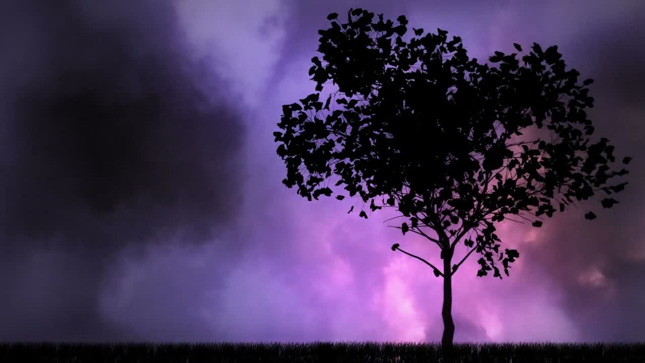 천둥과 나무 비디오