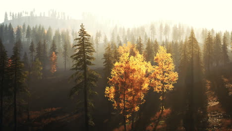 autumn forest landscape: golden hour in a misty coniferous forest