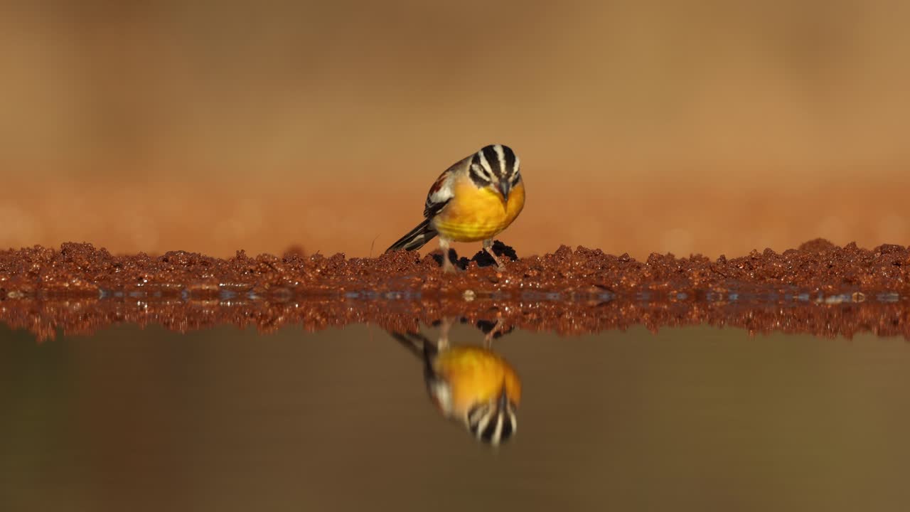 Golden-breasted bunting drinking in front of an underground hide. With beautiful reflection. Greater Kruger.