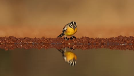 golden-breasted bunting drinking in front of an underground hide. with beautiful reflection. greater kruger.