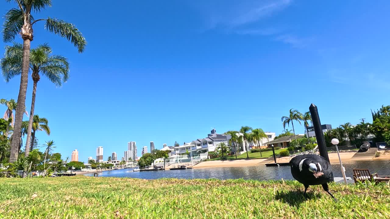 Magpie explores grassy area under clear blue sky