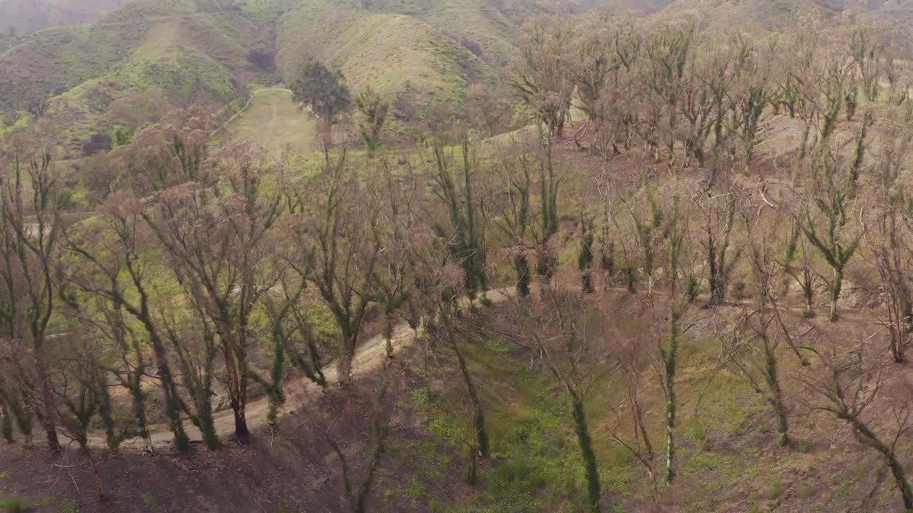 Low aerial dolly shot of the Inspiration Trail in Will Rogers State Historic Park after the Palisades Fire in Pacific Palisades, California. 4K