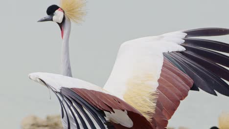 slow motion shot of beautiful grey crowned cranes on mara river bank as water flows in a calming tranquil scene, african wildlife in maasai mara, kenya, africa safari animals in masai mara