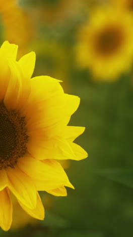 close up of a sunflower in bloom