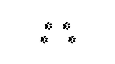 paw prints animal feet foot footprints pawprints dog cat 4k