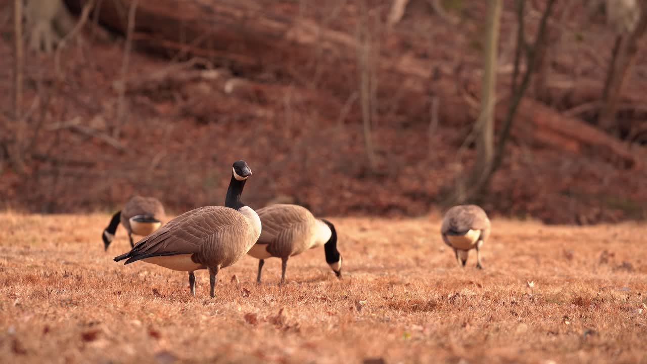 열린 들판에서 죽은 시든 풀을 먹는 기러기 무리 - 클로즈업 샷