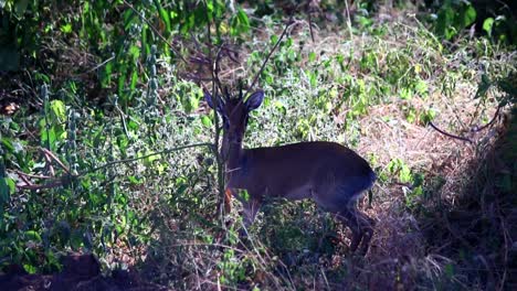 telephoto full shot of dik-dik antelope hiding between bushes in tanzania, africa