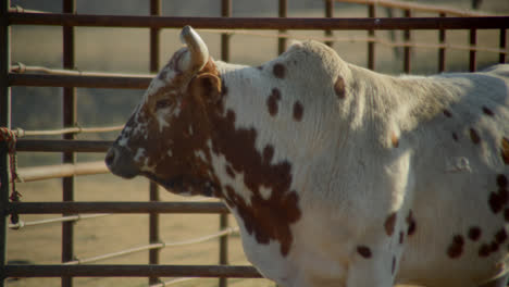 Toro-Gira-Su-Cabeza-En-Una-Tolva-De-Metal-En-Una-Granja-Rural-De-Texas