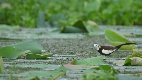 a charming close-up of a wading bird, pheasant tailed jacana " searching for food amidst a tranquil aquatic environment