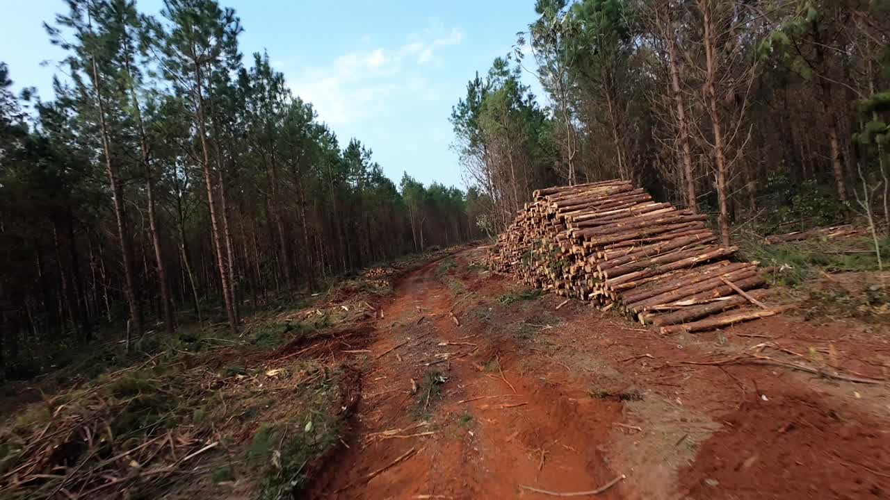 Aerial fpv through logging forest road past pine trees stacked in piles in Misiones, Argentina, deforestation and timber industry