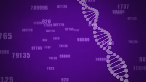 DNA-Struktur-Vor-Mehreren-Zahlen,-Die-Sich-Auf-Violettem-Hintergrund-ändern