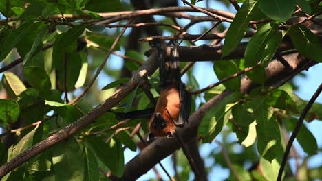 lyle's flying fox, pteropus lylei, saraburi, thailand